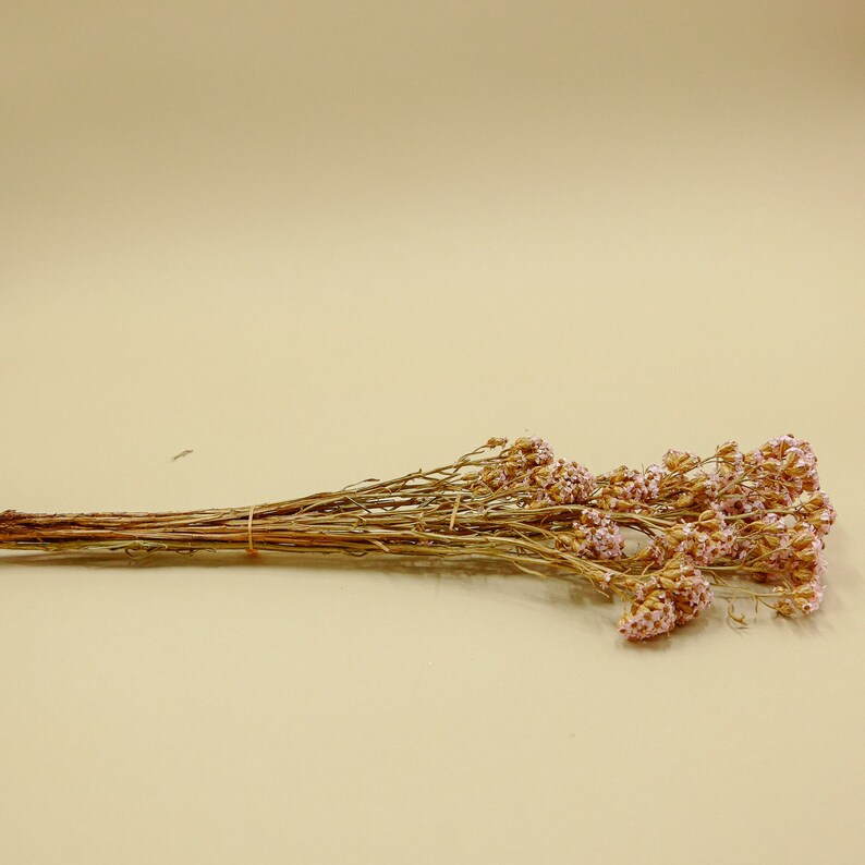 Bridal Pink Dried Flower SA Daisy