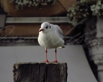 Seagull Print, Animal Photography, Bird Photography, Modern/MidCentury/Mediterranean/Costal Decor, Venice, Italy 5x7 8x10 8.5x11 11x17 13x19