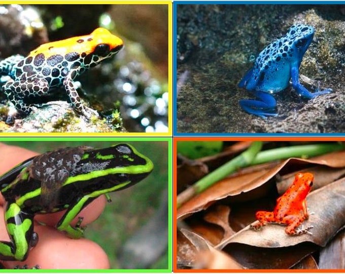 Amphibian Fact Flashcards