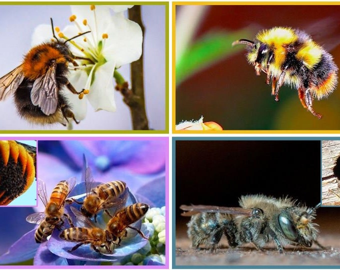 Bee, Wasp, Hornet, and Yellow Jacket Fact Flashcards