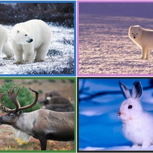 Polar Animal Fact Flashcards