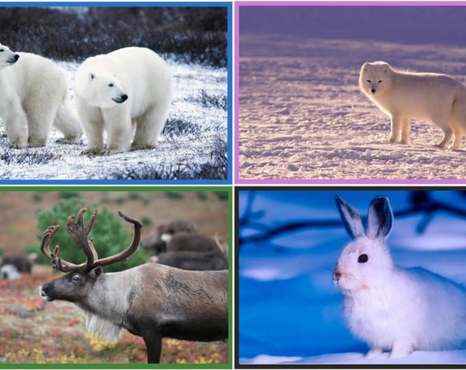Polar Animal Fact Flashcards
