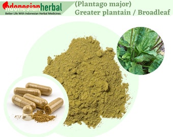 Capsule Of Broadleaf plantain / Waybread / Greater Plantain / Plantago major 100% Premium Quality 600mg Organic WildCrafted Fresh Natural
