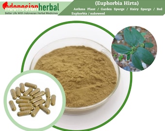 Capsule Of  Asthma Plant  Garden Spurge / Hairy Spurge / Red Euphorbia / Snakeweed (Euphorbia Hirta) Herbs Supplement
