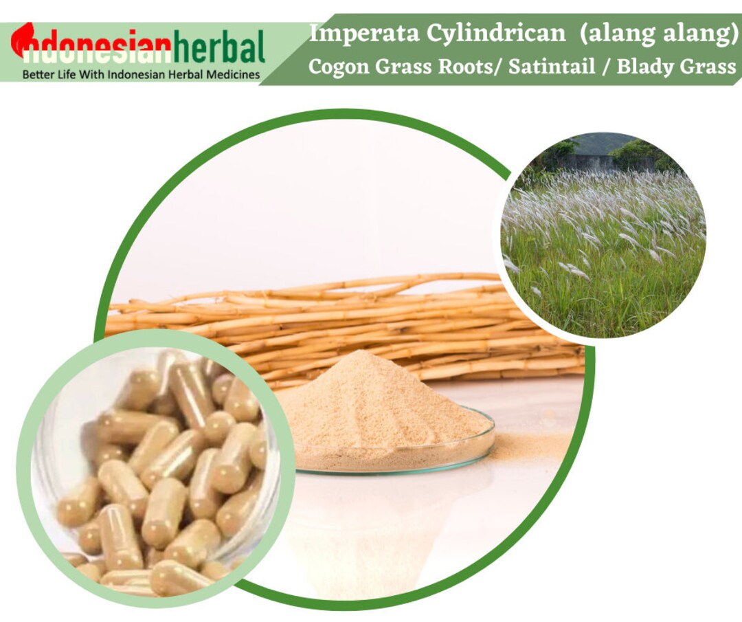 Capsule of Cogon Grass Roots Satintail / Blady Grass imperata