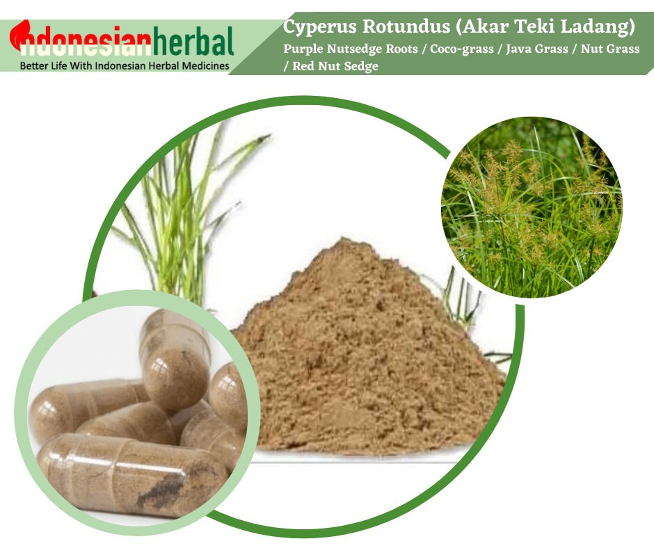 FRESH POWDER Purple Nutsedge Roots Cocograss Java Grass Nut Grass Red