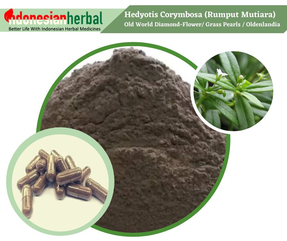 Capsule of Hedyotis Corymbosa / Old World Diamondflower Etsy