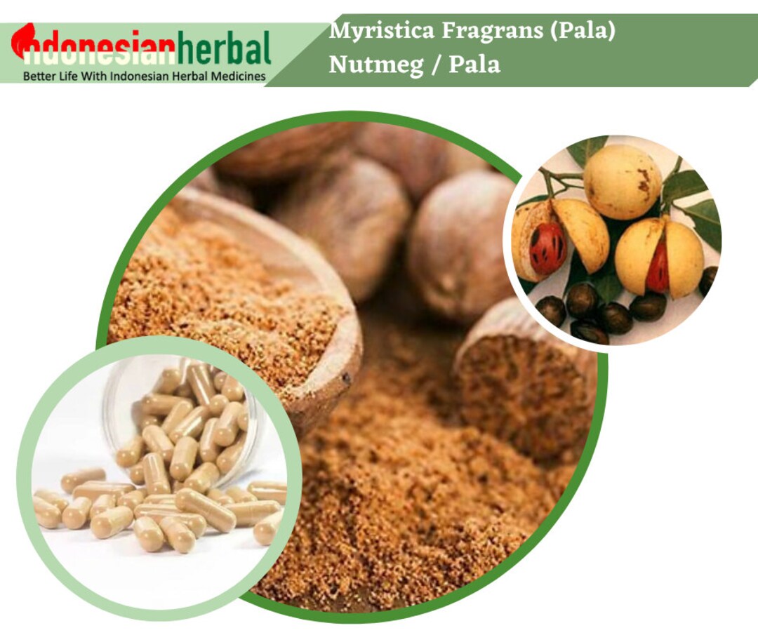 Capsule of Nutmeg / Pala myristica Fragrans Organic Wildcrafted Fresh