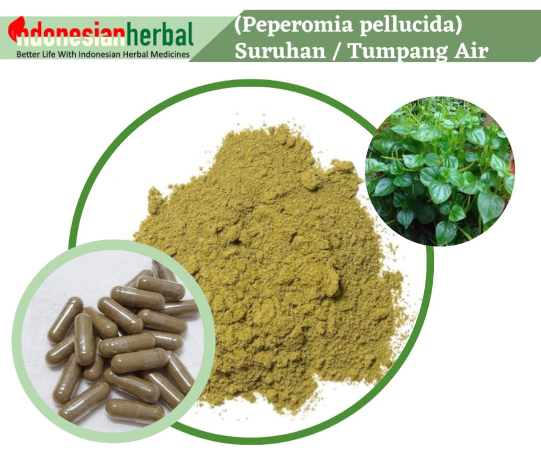 Capsule of Pure peperomia Pellucida Suruhan Leaves / Tumpang Air