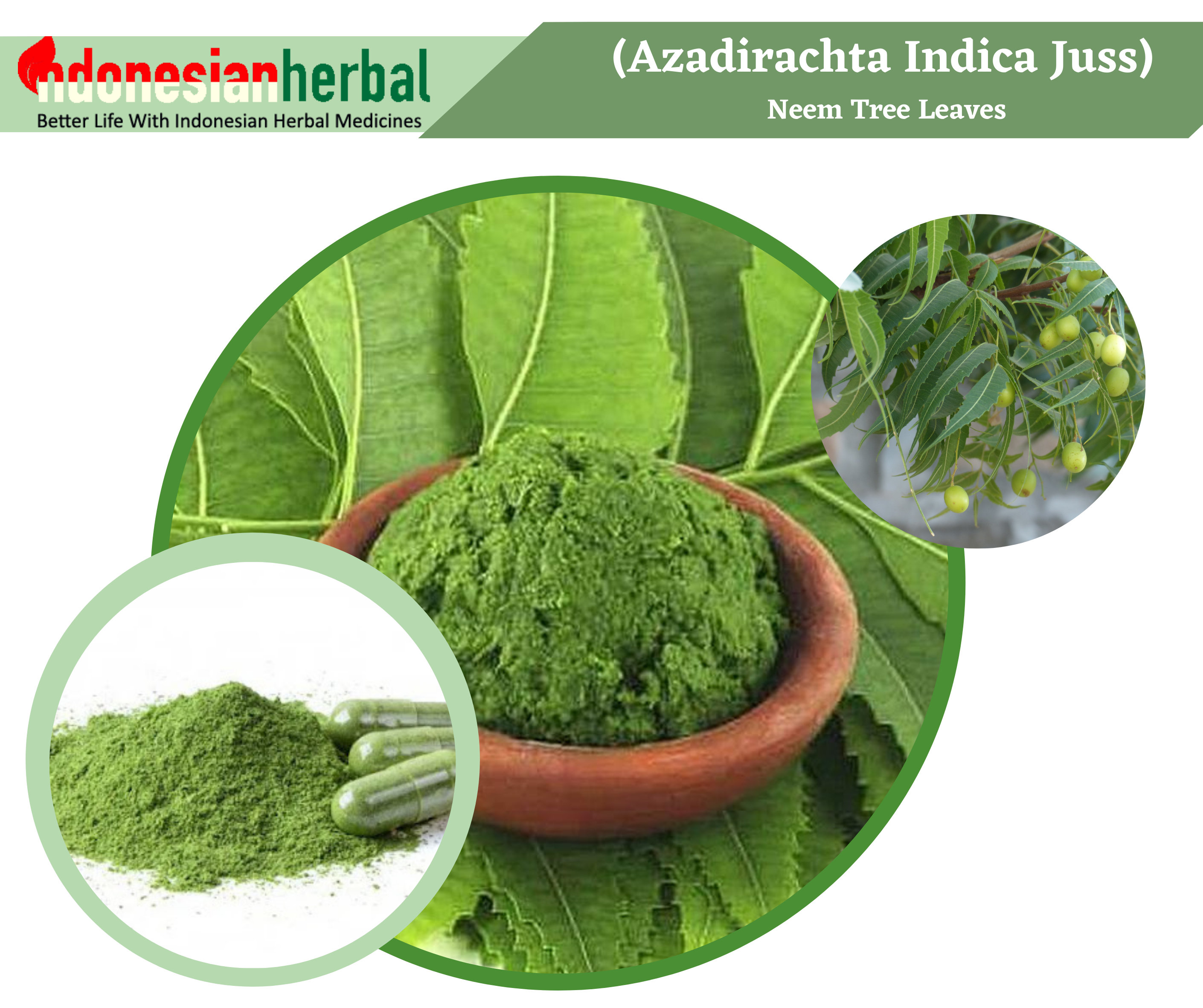 Fresh Powder Pure Neem Tree Leaves Azadirachta Indica Juss Etsy