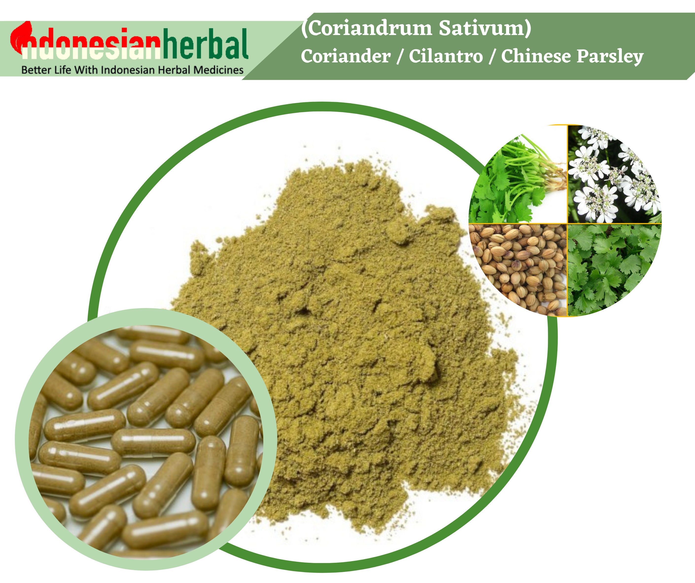 FRESH POWDER Pure Coriander / Cilantro / Chinese Parsley Etsy UK