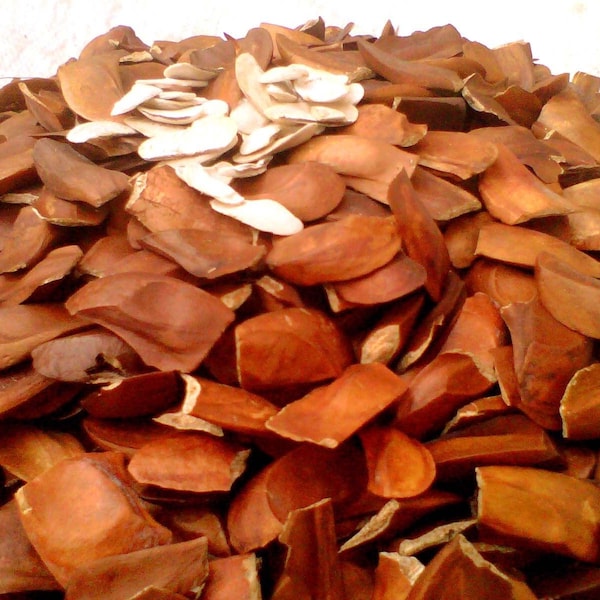 Indonesian Mahogany Mahoni Sky Fruit Xiang Tian Guo Seeds