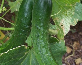 Japanese Heirloom Etsy
