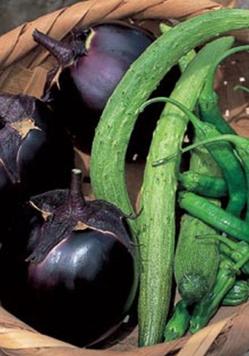 Kamo Japanese Eggplant Seeds More Heirloom Organic Non Etsy