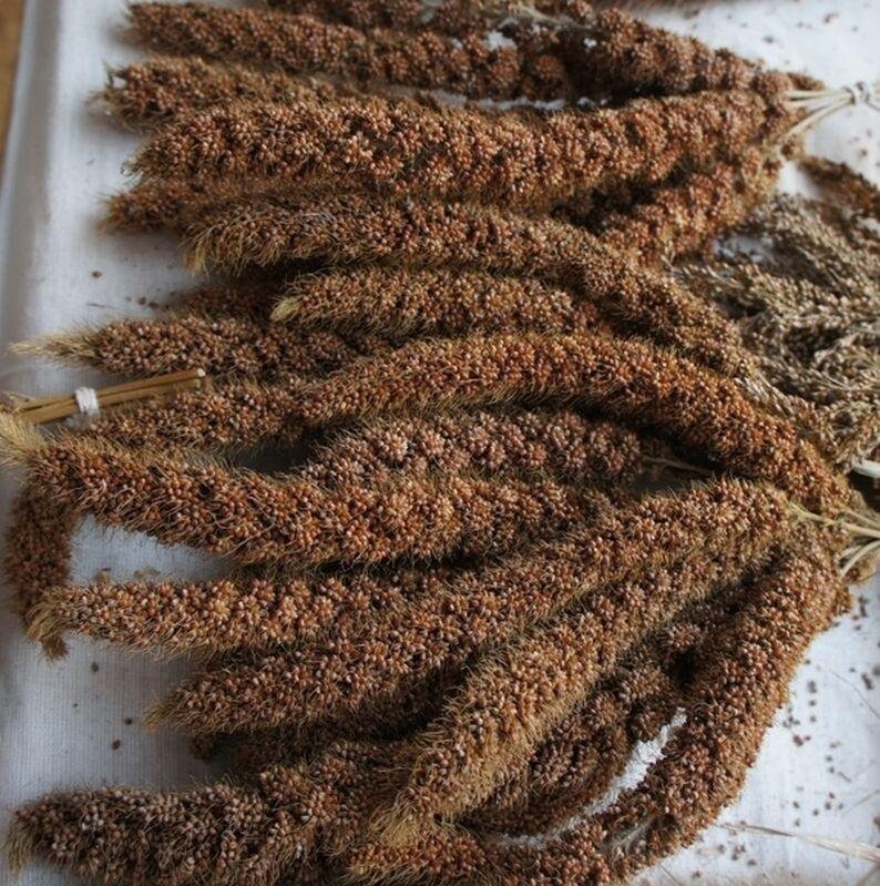 German Millet Foxtail Millet Seeds More Heirloom Etsy