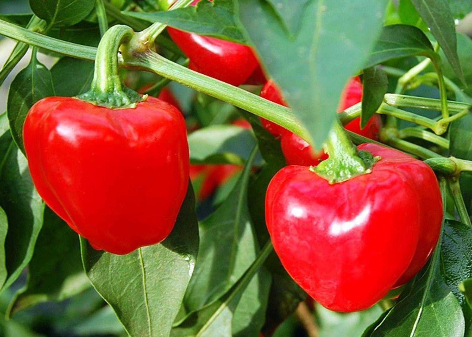 Tinker Bell Mini Red Pepper More Heirloom Organic Non Etsy