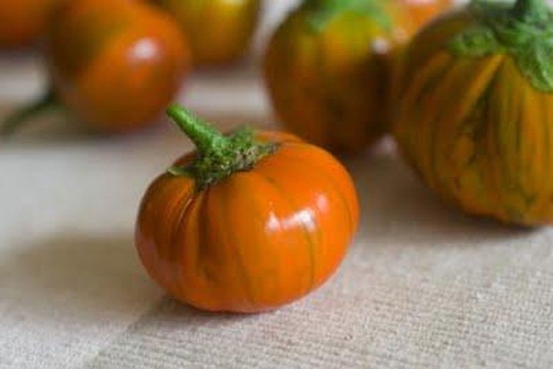 Turkish Orange Eggplant Seeds | Etsy