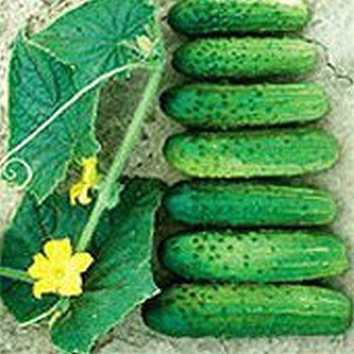 Cross Country Cucumber F1 Seeds More Heirloom Organic Etsy