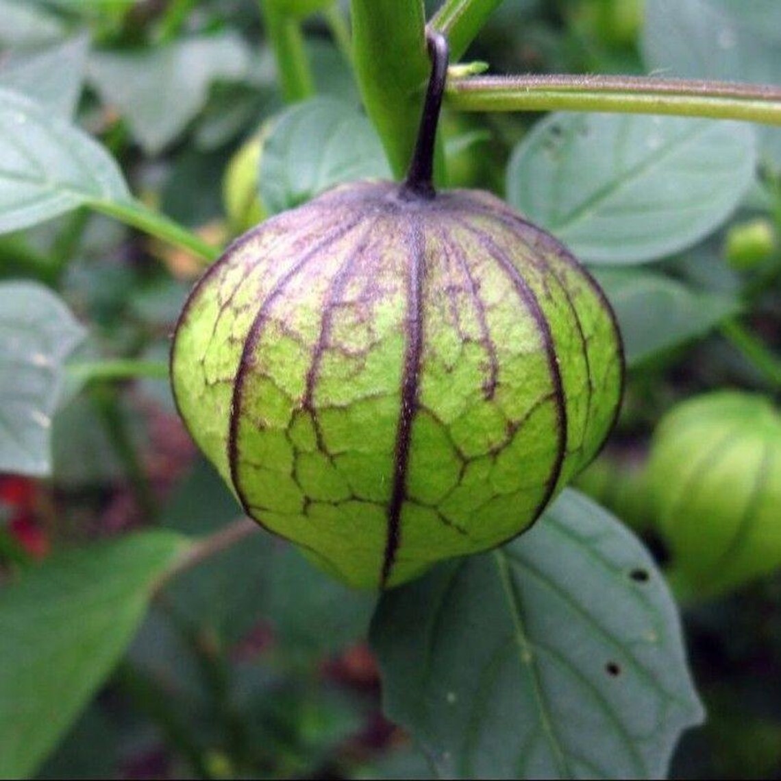 Purple de Milpa Tomatillo Seeds More Heirloom Organic Etsy