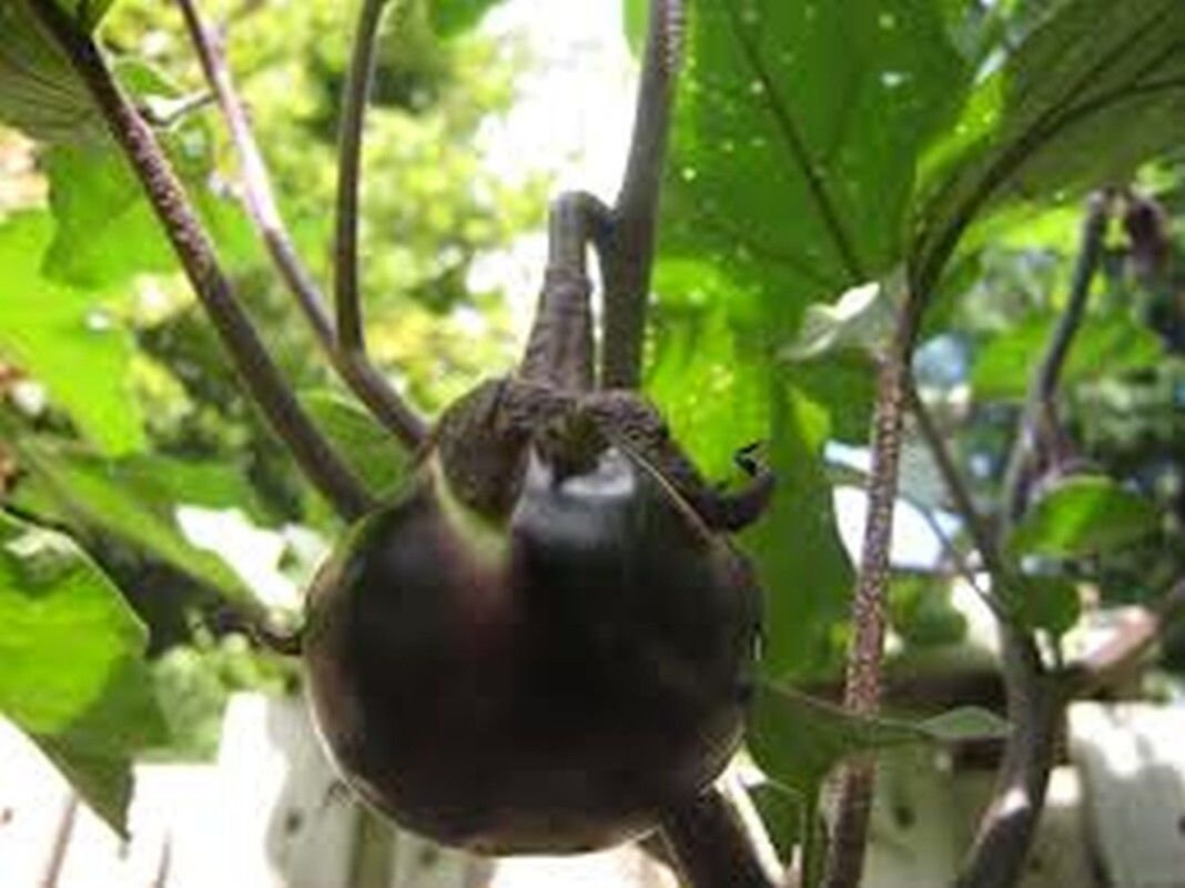 Kamo Japanese Eggplant Seeds More Heirloom Organic Non Etsy