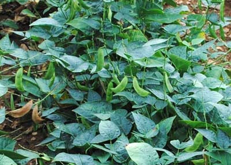 Henderson Baby Lima Bean Seeds More Heirloom Organic Non Etsy