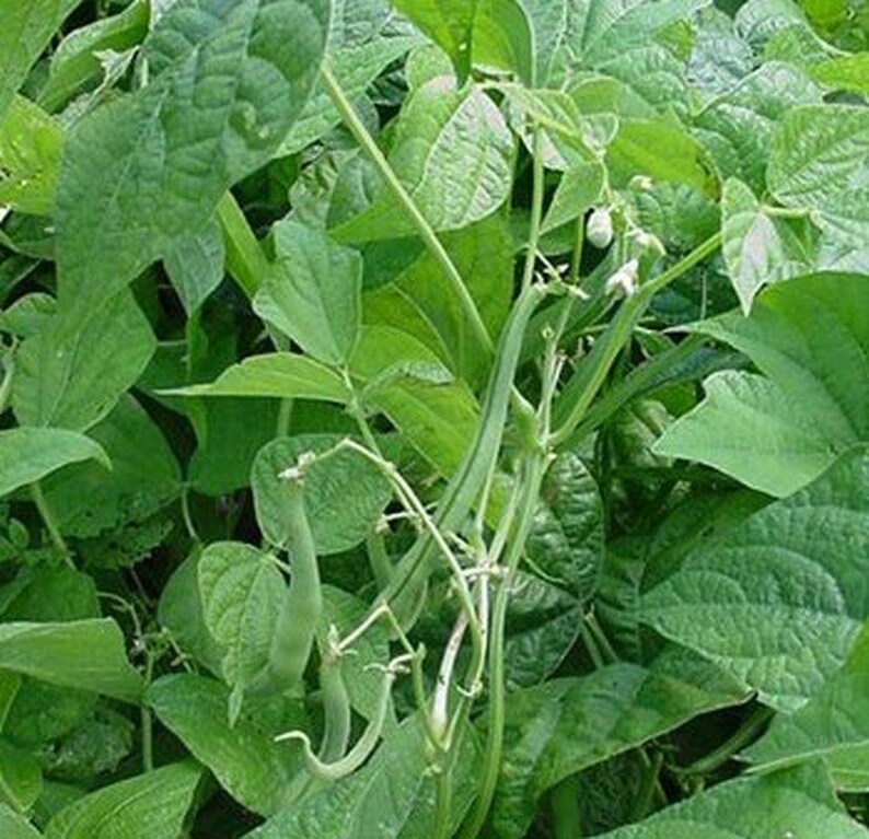 State Half Runner Green Bean Seeds More Heirloom Organic Etsy