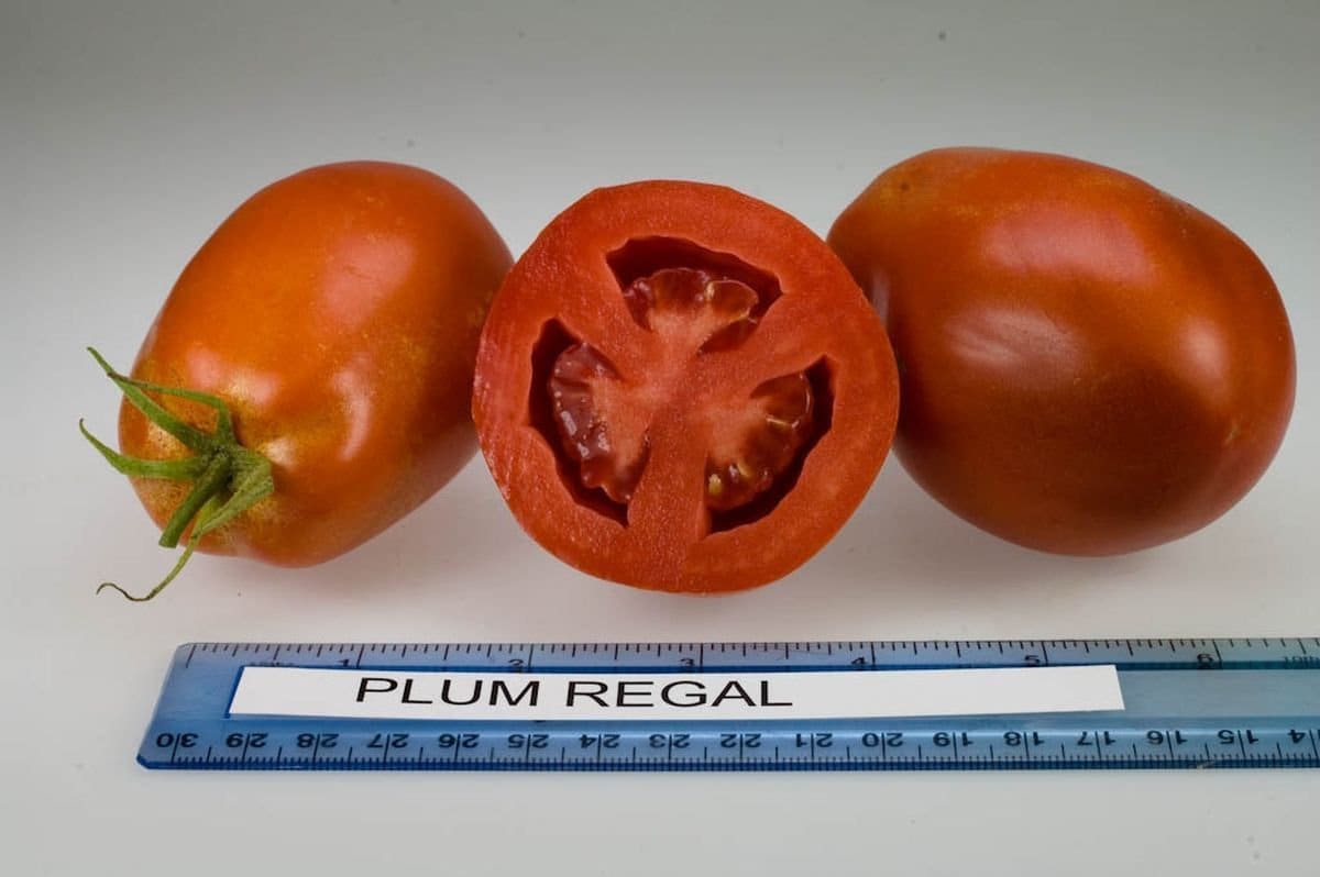 Plum Regal F1 Tomato Seeds More Heirloom Organic Non Etsy