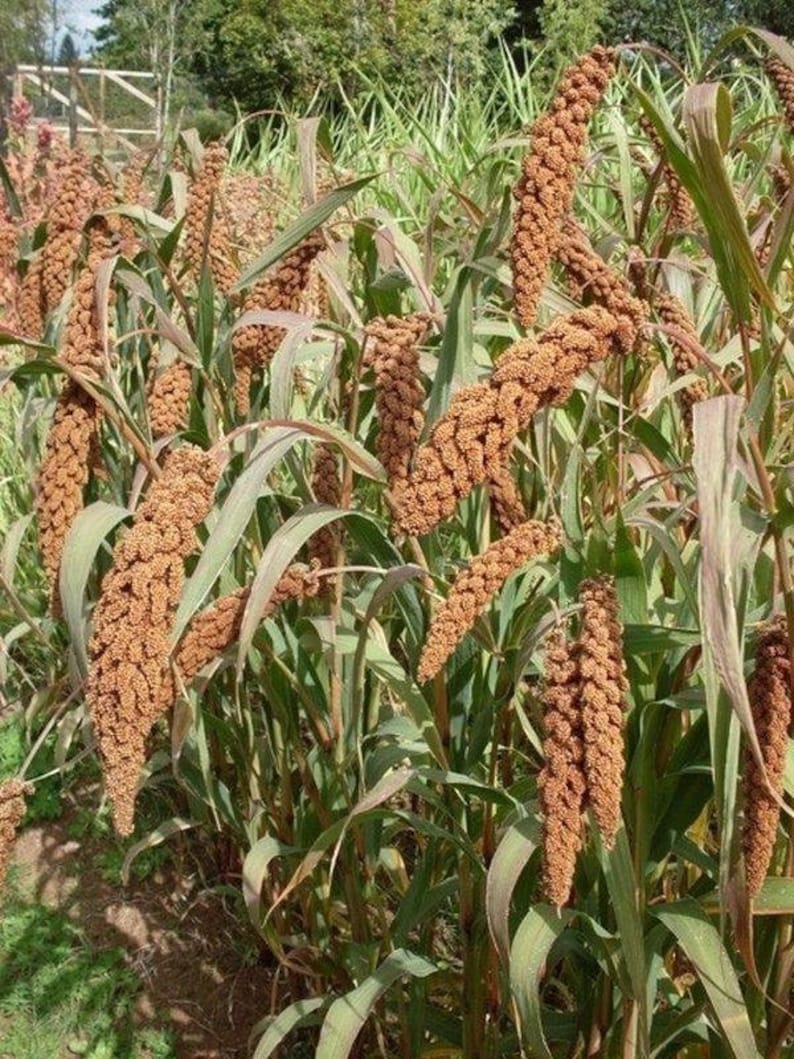 German Millet Foxtail Millet Seeds More Heirloom Etsy