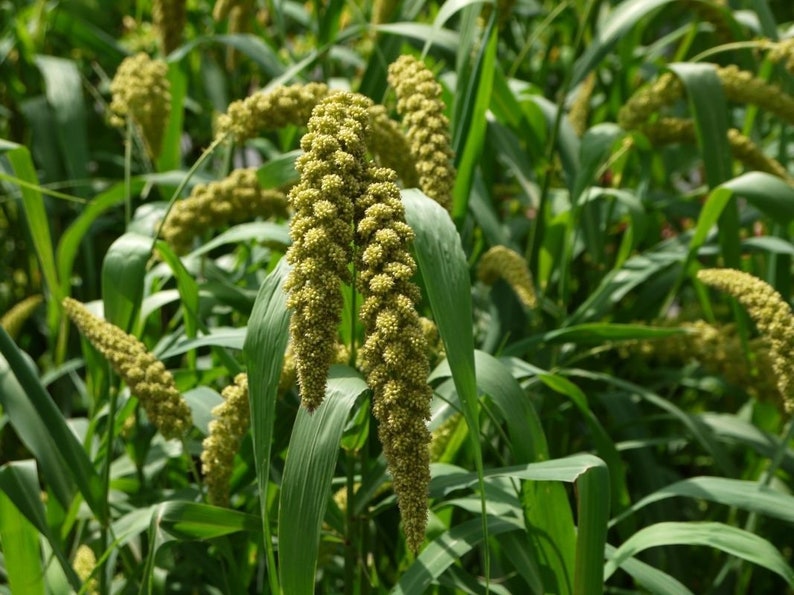 German Millet Foxtail Millet Seeds More Heirloom Etsy