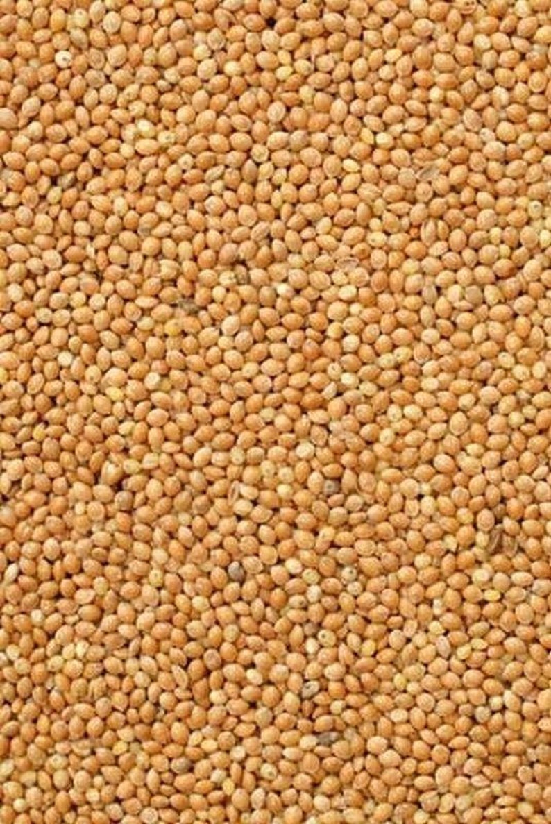 German Millet Foxtail Millet Seeds More Heirloom Etsy