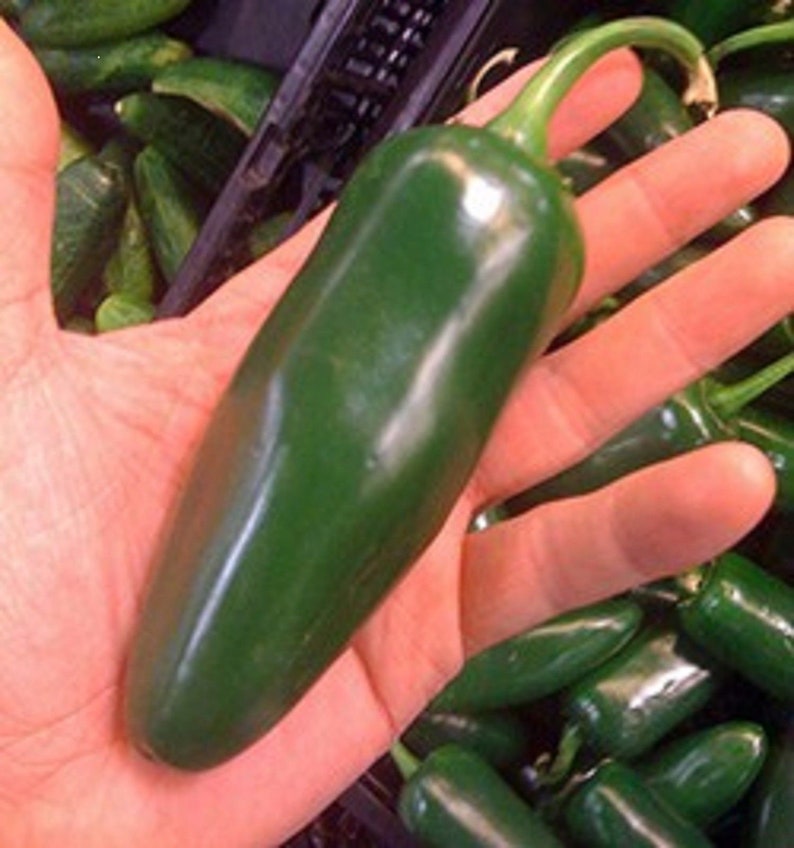 Giant Jalapeno Pepper Seeds More Heirloom Organic Non Etsy