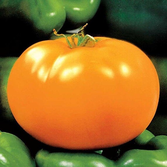 Carolina Gold F1 Hybrid Tomato Seeds More Heirloom Etsy
