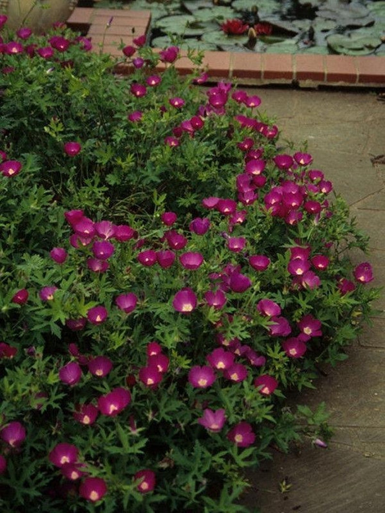 Wine Cup Flower Seeds More Heirloom Organic Non GMO Etsy