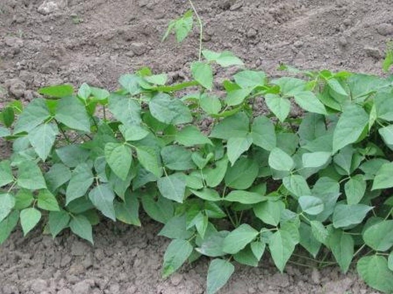 Henderson Baby Lima Bean Seeds More Heirloom Organic Non