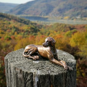 Lying Hungarian Vizsla solid bronze statuette