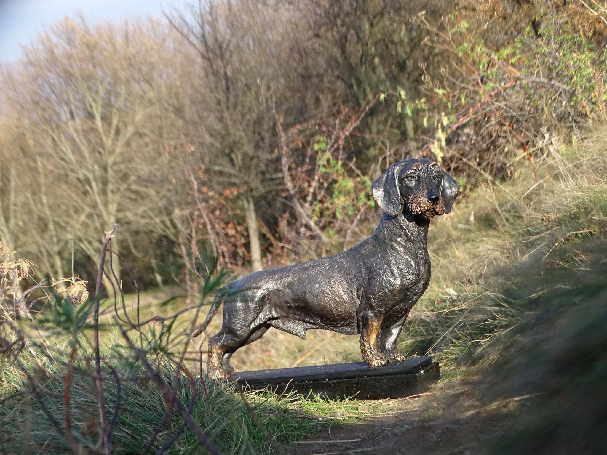 Accueil - Elevage D' - eleveur de chiens Teckel poil dur