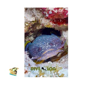 May include: A close-up of a purple and blue fish with a textured face, peering out from a coral reef. The fish has a white mouth and a white stripe on its side. The background is a coral reef with red, pink, and white coral.