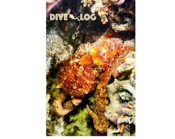 May include: A close-up of an orange and brown octopus camouflaged in a coral reef. The octopus is partially hidden in the coral and has its tentacles wrapped around itself. The text "DIVE LOG" is visible in the upper left corner of the image.
