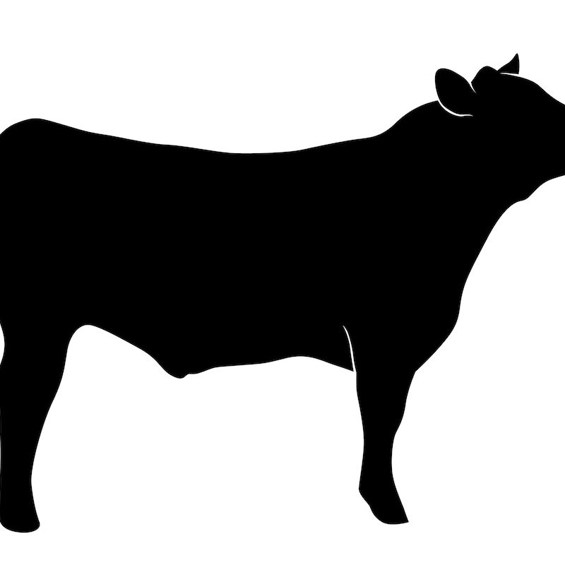 Show Steer Silhouette - Etsy