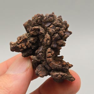 Koprolit – Nodulärt järnrikt spårfossil från Madagaskar (32 g)