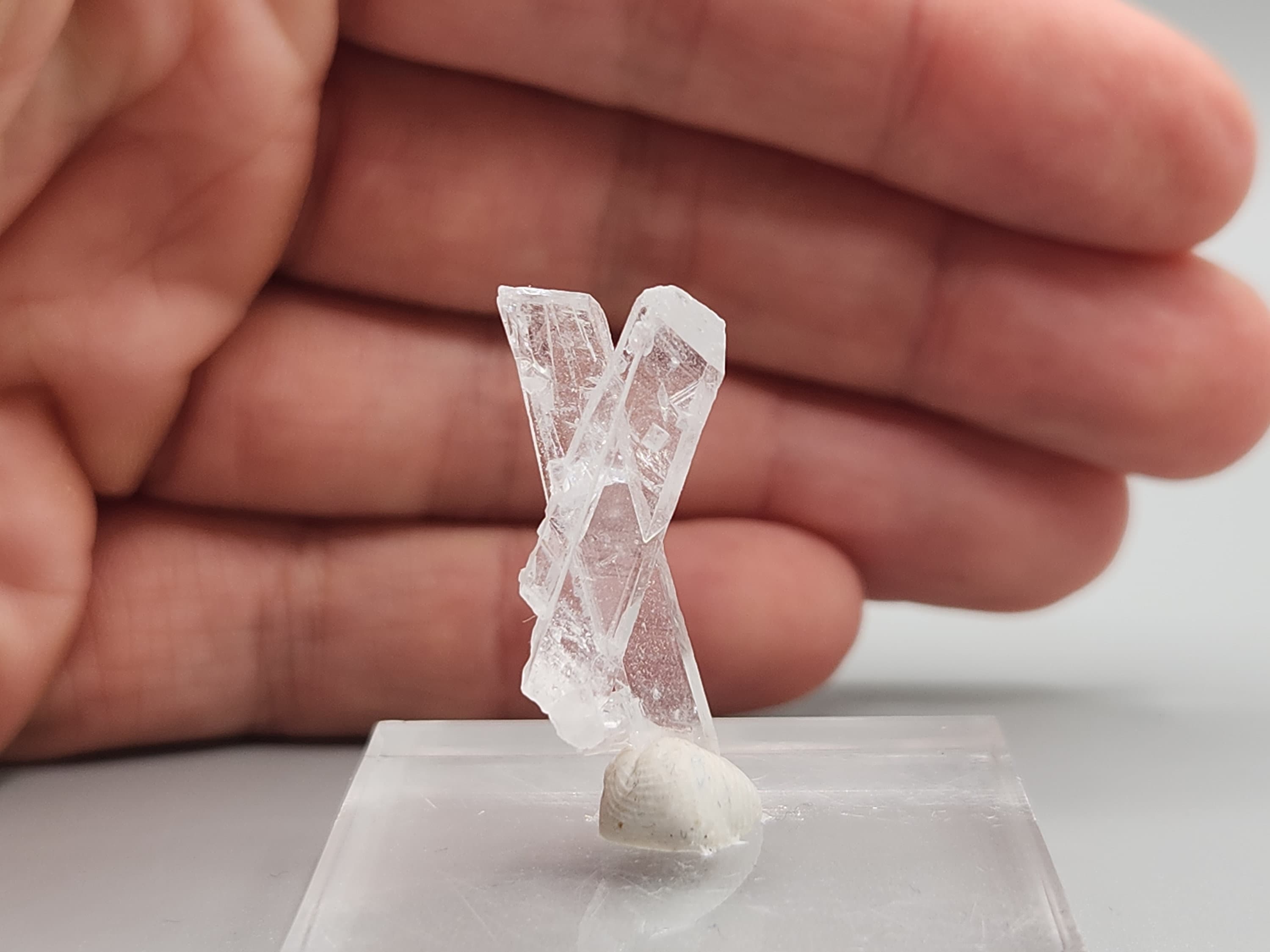 希少なニフォントバイト結晶 - メキシコ、チャルカス産の 2.56g 角柱状