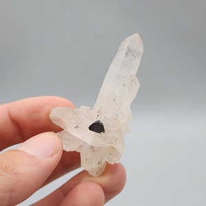 May include: A cluster of clear quartz crystals with a small black mineral inclusion. The crystals are clustered together in a natural formation.