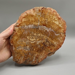 May include: A large, round slice of petrified wood with a beautiful, intricate grain pattern. The wood is a mix of brown, orange, and yellow hues.