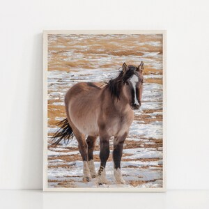 Paard kunst, paard fotograferen, decor van het paard, paard in sneeuw foto, paard kunst aan de muur, Mare foto, paard print, paard winter decor