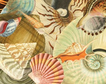 Ephemera Seashells Coastal Sea Junk Journal Scrapbook Digital Download 2 Sheets High Res A4 Paper