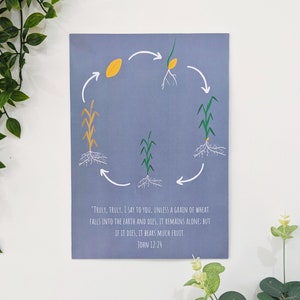 Printable Wheat Poster | Parable | Wheat Life Cycle | Catechesis of the Good Shepherd