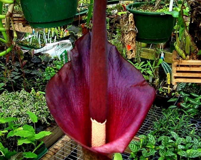 цветок дьявола ботанический сад. язык дьявола цветок. язык дьявола цветок. аморфофаллус конжак. аморфофаллус коньяк змеиная пальма.