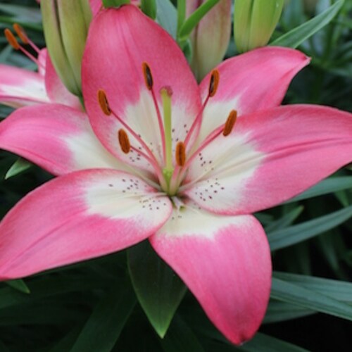 Asiatic Lily Perfect Joy 1 Bulb Etsy