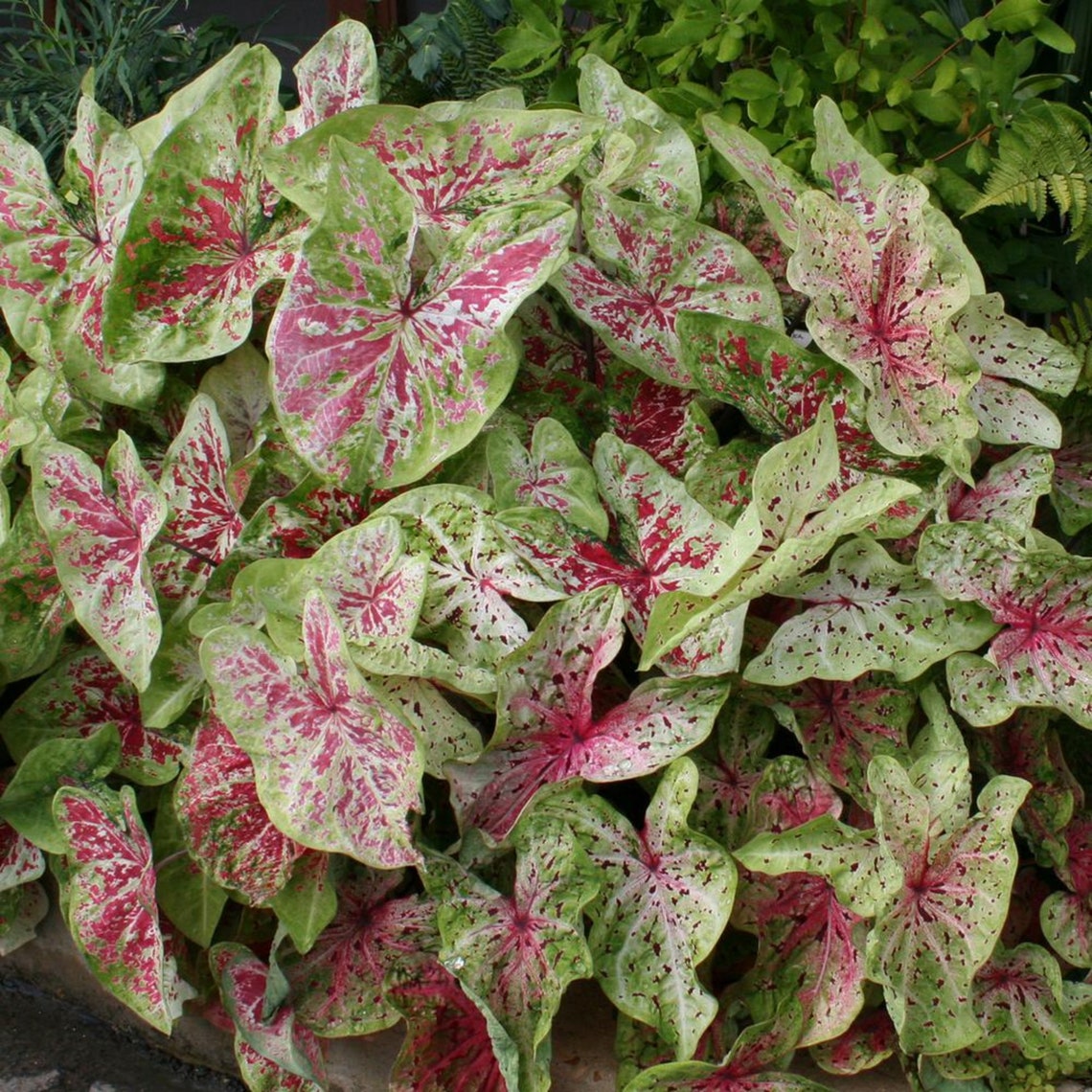 Caladium Miss Muffet 2 Bulbs Size 2 Etsy Australia