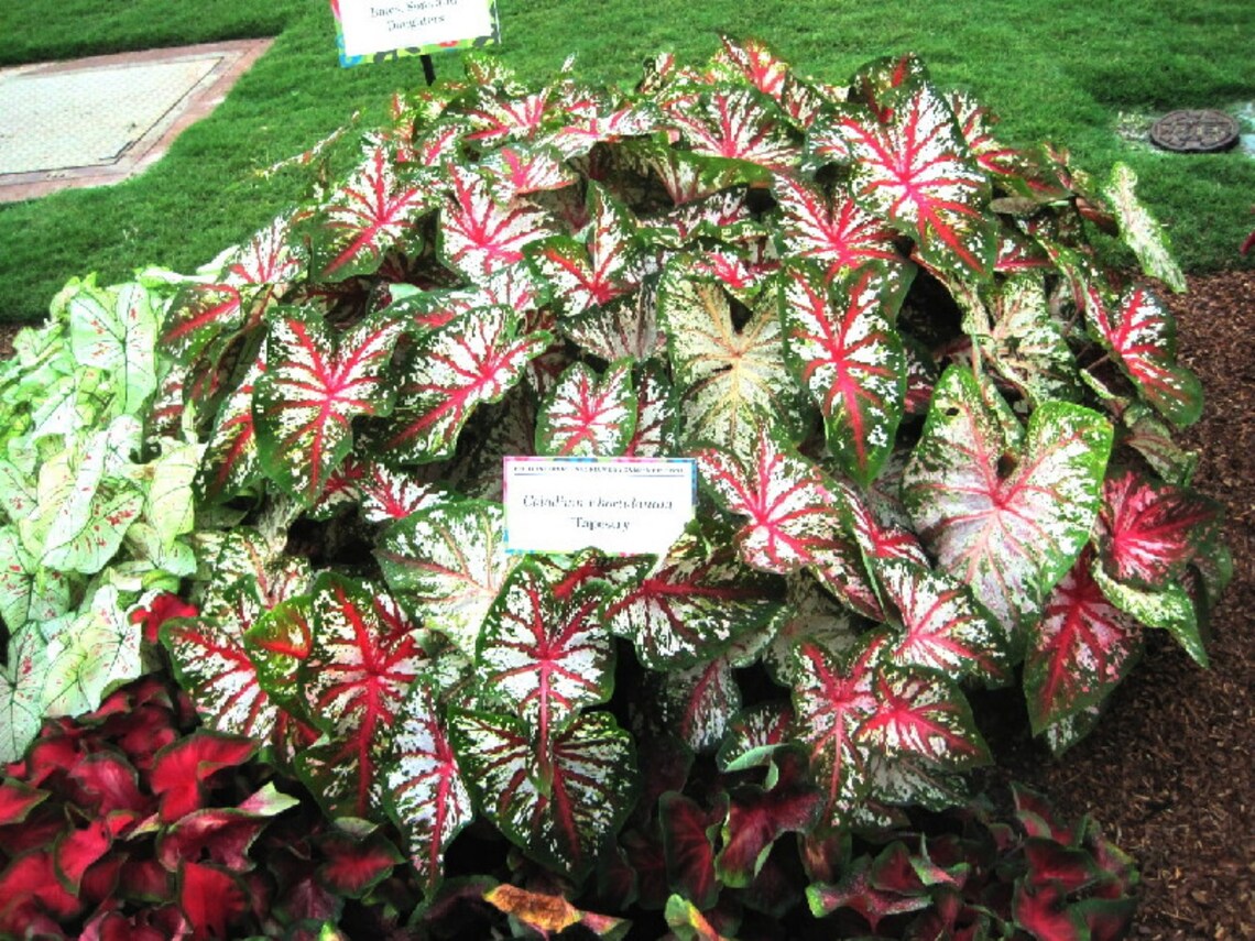 Caladium Tapestry 2 Bulbs Size 2 | Etsy